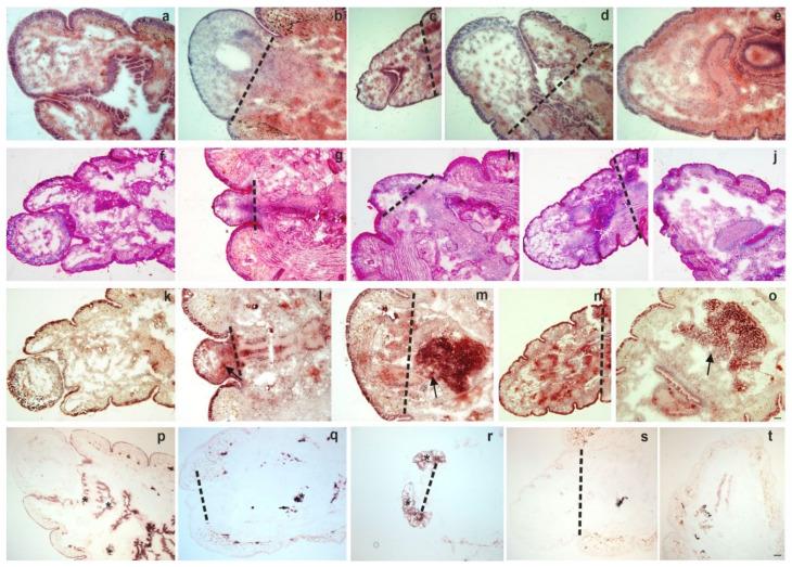 https://cdn.ncbi.nlm.nih.gov/pmc/blobs/7999/7956685/2e757a1dfca2/ijms-22-02363-g001.jpg