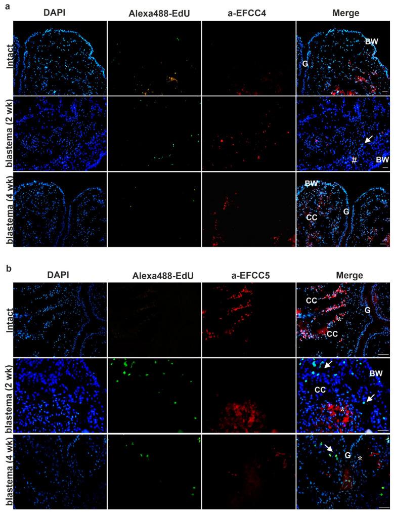 https://cdn.ncbi.nlm.nih.gov/pmc/blobs/7999/7956685/6f0795f92181/ijms-22-02363-g006.jpg
