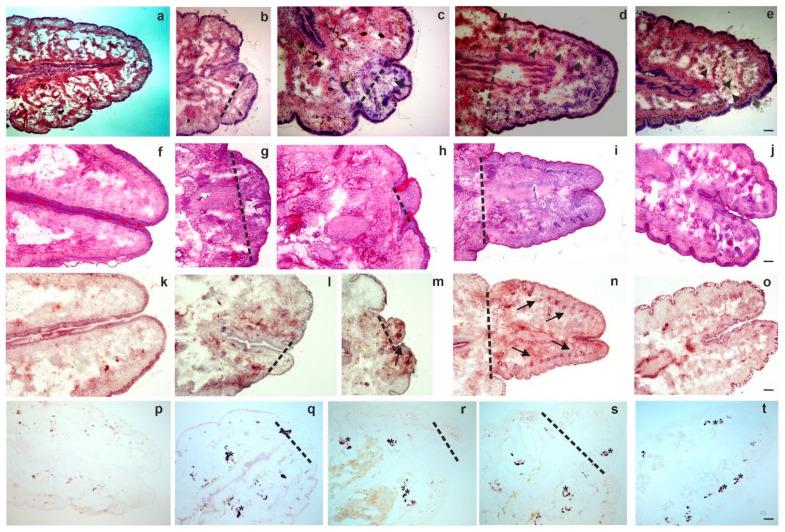 https://cdn.ncbi.nlm.nih.gov/pmc/blobs/7999/7956685/8dfd8f617cc8/ijms-22-02363-g002.jpg