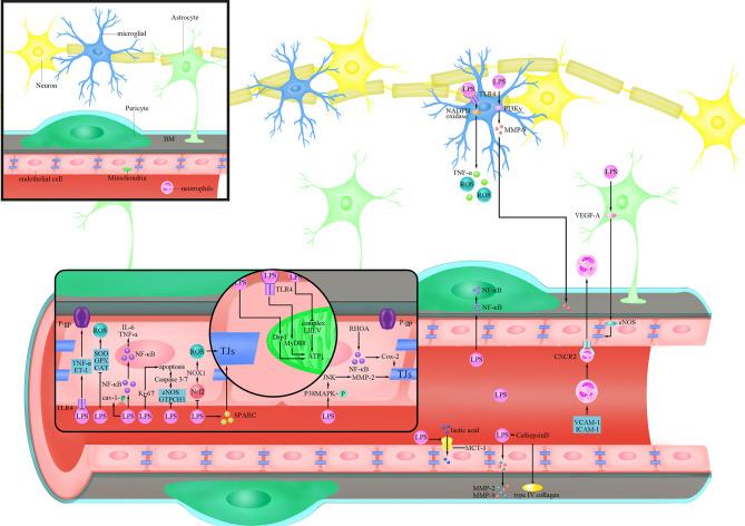 https://cdn.ncbi.nlm.nih.gov/pmc/blobs/799c/8599158/3d2b6a80a84d/fcimb-11-768108-g001.jpg