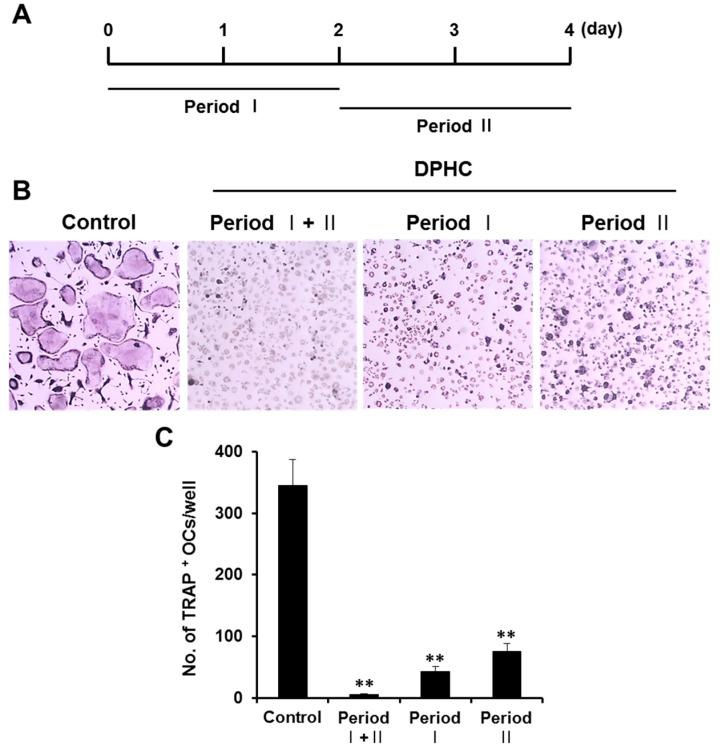 https://cdn.ncbi.nlm.nih.gov/pmc/blobs/799d/5751238/5a4fc77505d9/ijms-18-02635-g002.jpg