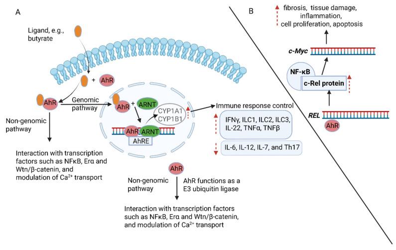 https://cdn.ncbi.nlm.nih.gov/pmc/blobs/79a0/12295145/10d9dbe2b666/ijms-26-06744-g005.jpg