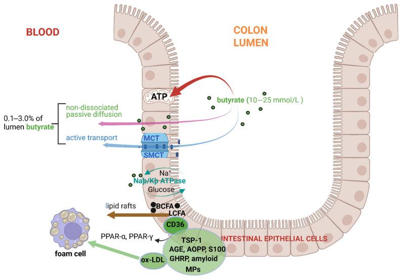 https://cdn.ncbi.nlm.nih.gov/pmc/blobs/79a0/12295145/ebc08a63a5c3/ijms-26-06744-g003.jpg