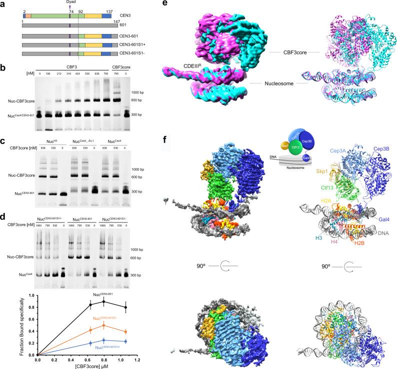 https://cdn.ncbi.nlm.nih.gov/pmc/blobs/79a2/7979930/ad4062922479/41467_2021_21985_Fig2_HTML.jpg
