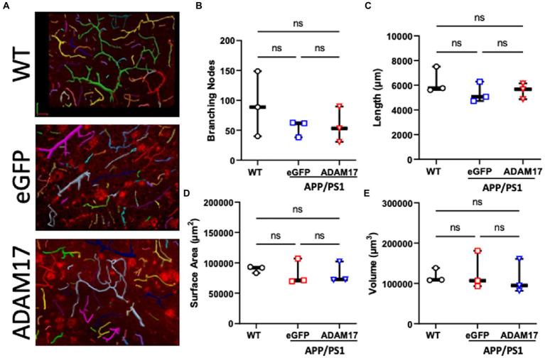 https://cdn.ncbi.nlm.nih.gov/pmc/blobs/79a8/10018024/10ee7968d976/fnmol-16-1125932-g007.jpg
