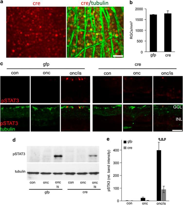 https://cdn.ncbi.nlm.nih.gov/pmc/blobs/79a8/3789169/5fa22658ea8d/cddis2013310f1.jpg