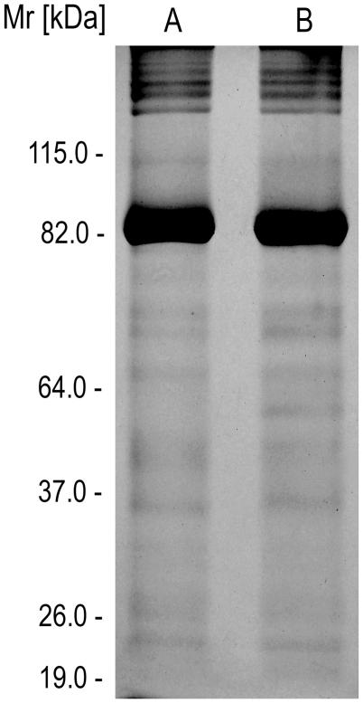 https://cdn.ncbi.nlm.nih.gov/pmc/blobs/79ad/3289609/f178c28bfe17/pntd.0001531.g002.jpg