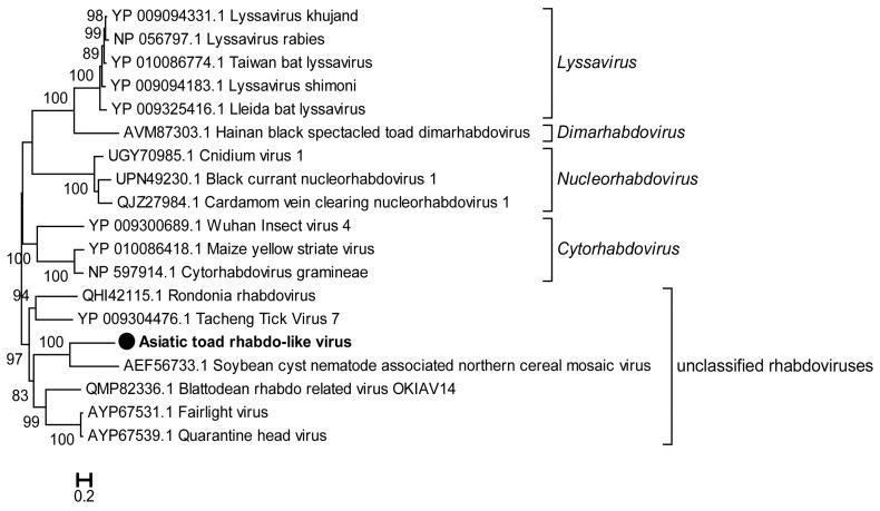 https://cdn.ncbi.nlm.nih.gov/pmc/blobs/79ae/10056474/5ecd80d4d28e/viruses-15-00750-g005.jpg