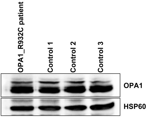 https://cdn.ncbi.nlm.nih.gov/pmc/blobs/79b1/2661005/6ba40b58ecff/mv-v15-598-f7.jpg