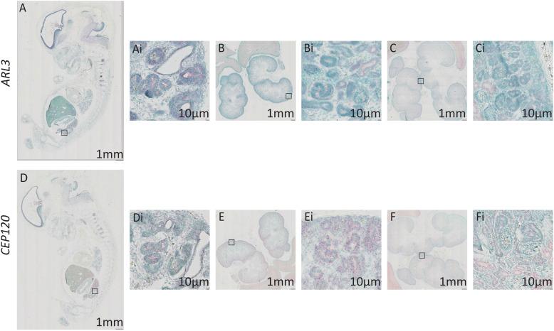https://cdn.ncbi.nlm.nih.gov/pmc/blobs/79b3/7727171/211aec080c3a/12861_2020_231_Fig5_HTML.jpg
