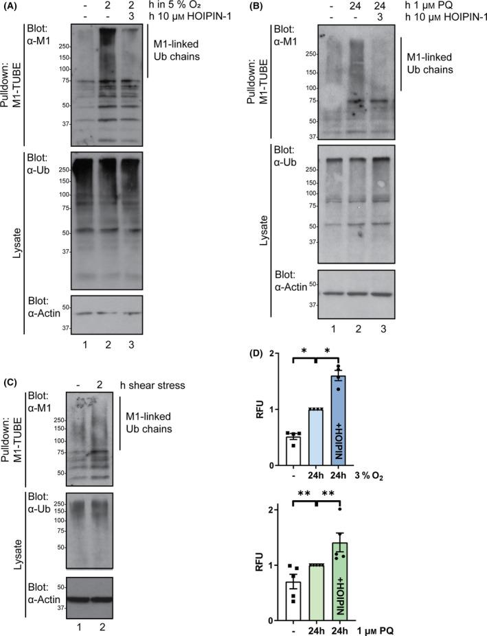 https://cdn.ncbi.nlm.nih.gov/pmc/blobs/79b5/9543601/0ad5280ae5b3/FEBS-289-5180-g002.jpg