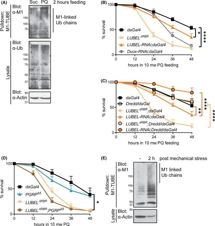 https://cdn.ncbi.nlm.nih.gov/pmc/blobs/79b5/9543601/fdbd571f74f9/FEBS-289-5180-g003.jpg