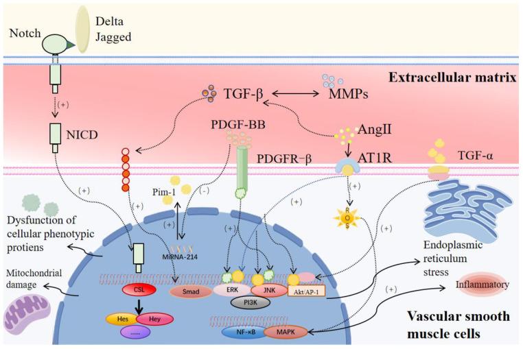 https://cdn.ncbi.nlm.nih.gov/pmc/blobs/79b6/12248496/6cc34bcd2d71/cells-14-01009-g005.jpg