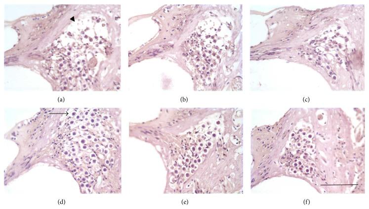 https://cdn.ncbi.nlm.nih.gov/pmc/blobs/79b9/4407513/b36e03285559/BMRI2015-934158.002.jpg