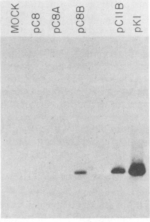 https://cdn.ncbi.nlm.nih.gov/pmc/blobs/79bd/254987/fd40eeeb27ae/jvirol00124-0138-a.jpg