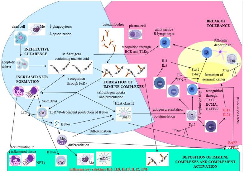 https://cdn.ncbi.nlm.nih.gov/pmc/blobs/79be/10378459/97fa518987bf/cimb-45-00378-g002.jpg