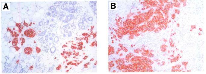 https://cdn.ncbi.nlm.nih.gov/pmc/blobs/79be/2409528/b020675ddd47/90-6601881f1.jpg