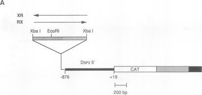 https://cdn.ncbi.nlm.nih.gov/pmc/blobs/79be/359897/cb12e4259bed/molcellb00138-0340-a.jpg