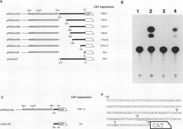 https://cdn.ncbi.nlm.nih.gov/pmc/blobs/79be/359897/cf39d1777db0/molcellb00138-0341-a.jpg