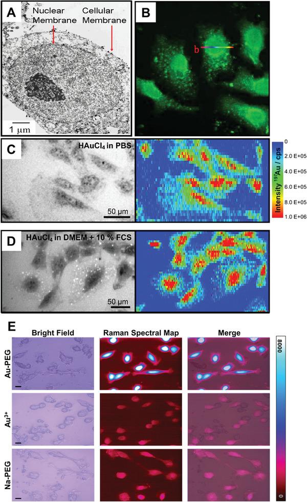 https://cdn.ncbi.nlm.nih.gov/pmc/blobs/79bf/9284136/b02c61519f2c/ADVS-9-2105957-g006.jpg