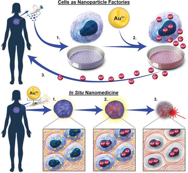 https://cdn.ncbi.nlm.nih.gov/pmc/blobs/79bf/9284136/cfd5b27f231e/ADVS-9-2105957-g005.jpg