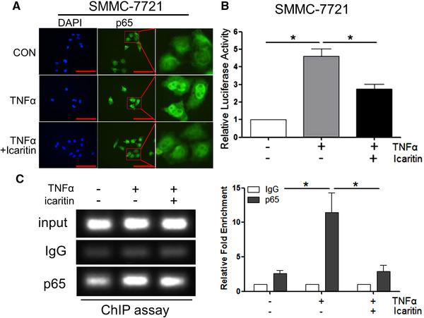 https://cdn.ncbi.nlm.nih.gov/pmc/blobs/79c2/8248075/5780bf8faa5c/EJI-51-978-g005.jpg