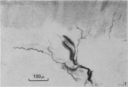 https://cdn.ncbi.nlm.nih.gov/pmc/blobs/79c3/1244142/d1fadf98336c/janat00431-0087-a.jpg