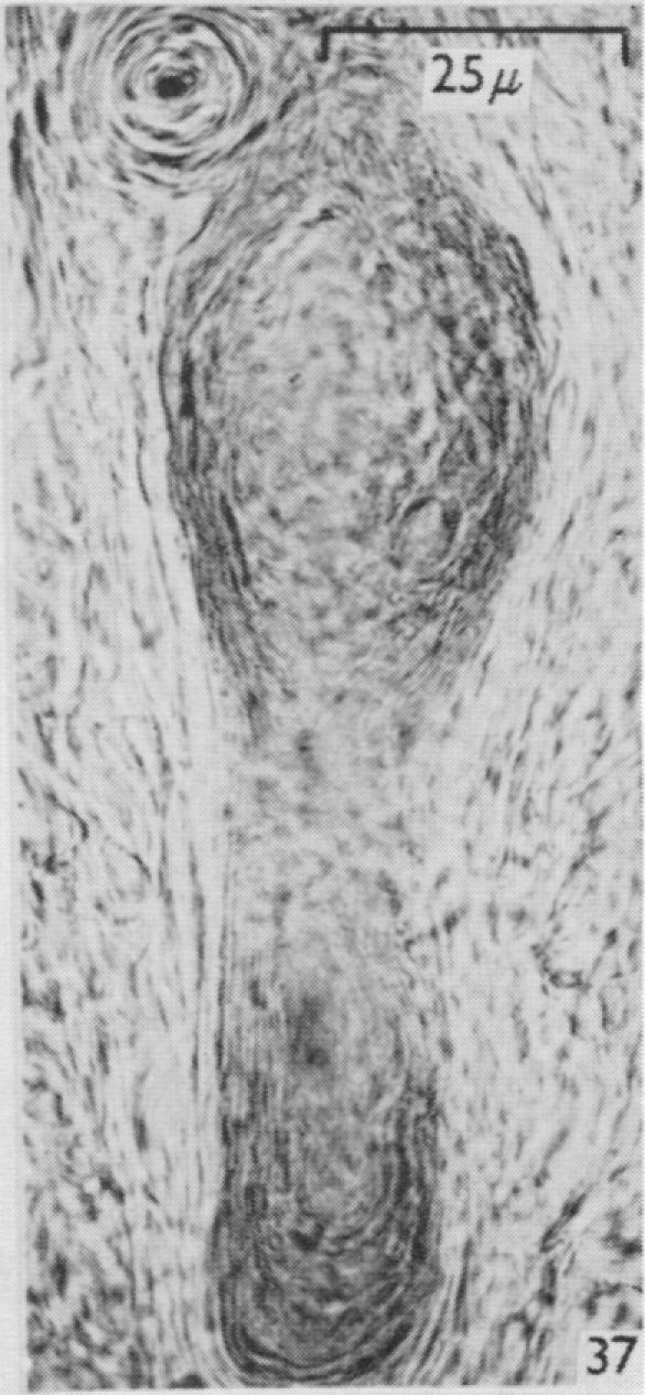 https://cdn.ncbi.nlm.nih.gov/pmc/blobs/79c3/1244142/eb063ed6b410/janat00431-0089-h.jpg
