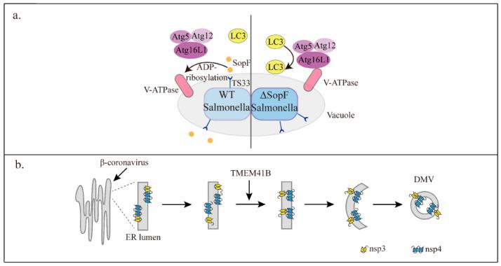 https://cdn.ncbi.nlm.nih.gov/pmc/blobs/79c7/10136490/b25f8dc9436c/cells-12-01132-g004.jpg