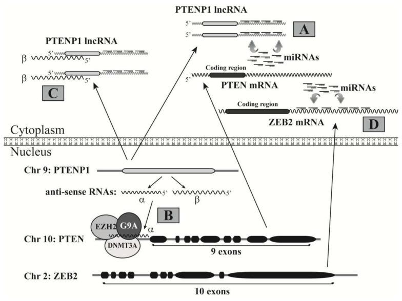 https://cdn.ncbi.nlm.nih.gov/pmc/blobs/79ca/3794782/4b55f146e2ec/ijms-14-18319f4.jpg