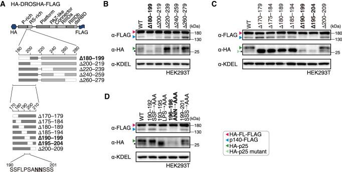 https://cdn.ncbi.nlm.nih.gov/pmc/blobs/79cb/10270192/cccd5d950cb0/383f02.jpg