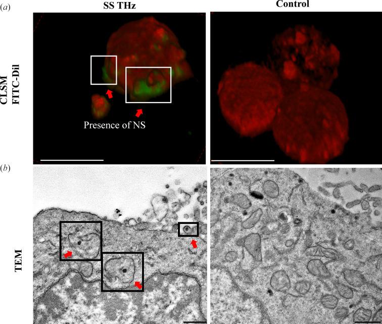 https://cdn.ncbi.nlm.nih.gov/pmc/blobs/79cb/10325012/899796593728/s-30-00780-fig2.jpg