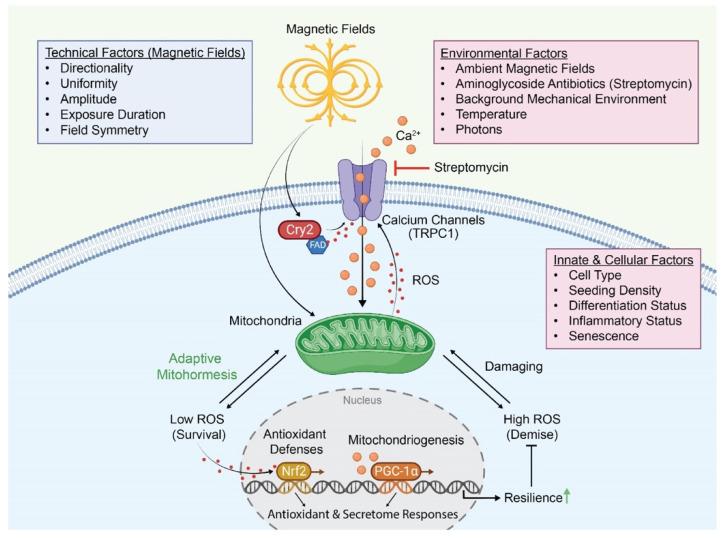 https://cdn.ncbi.nlm.nih.gov/pmc/blobs/79cf/10604793/9f07fd696aaf/bioengineering-10-01176-g003.jpg