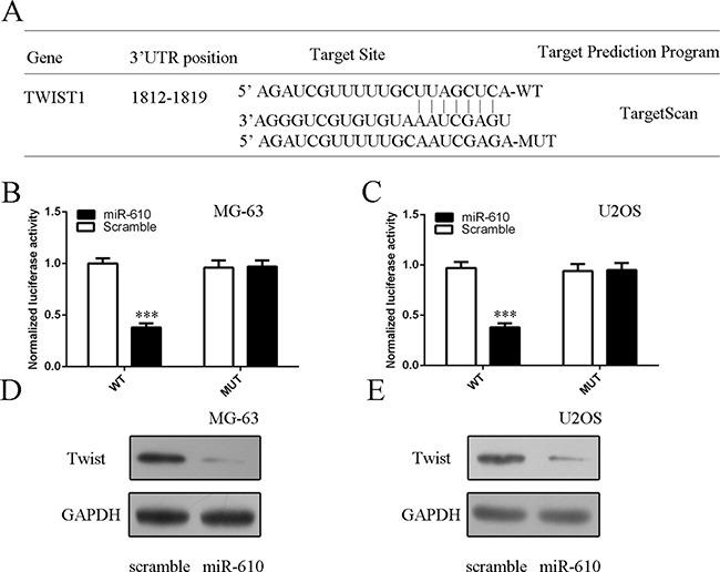 https://cdn.ncbi.nlm.nih.gov/pmc/blobs/79d3/5593553/69eca70a4781/oncotarget-08-56174-g006.jpg