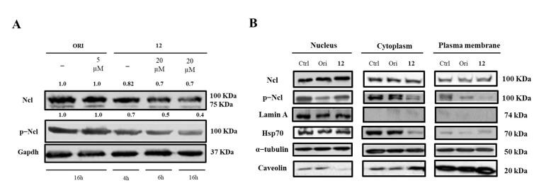 https://cdn.ncbi.nlm.nih.gov/pmc/blobs/79d6/9570042/712adb146ba4/ijms-23-11390-g004.jpg