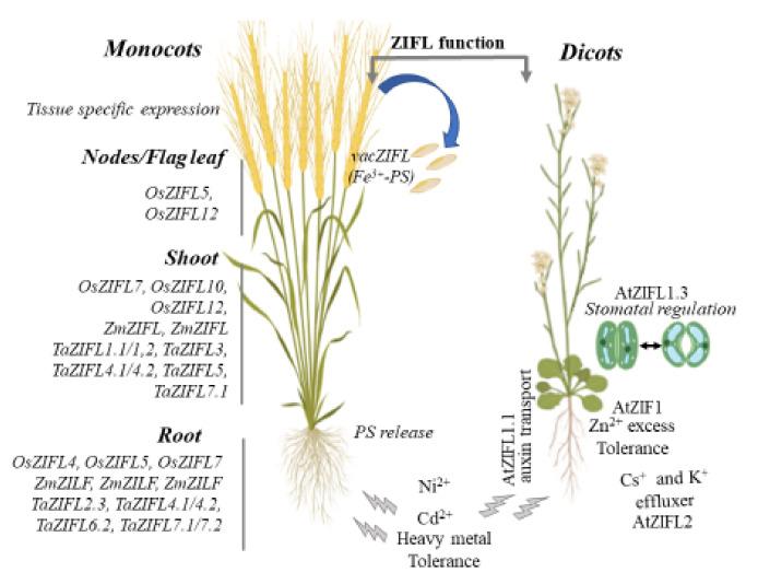 https://cdn.ncbi.nlm.nih.gov/pmc/blobs/79d8/8747725/87b0600dca2e/plants-11-00102-g004.jpg