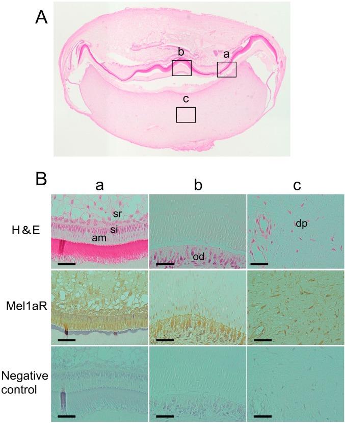 https://cdn.ncbi.nlm.nih.gov/pmc/blobs/79d9/4227163/397ae4198565/ijms-15-17304-g001.jpg