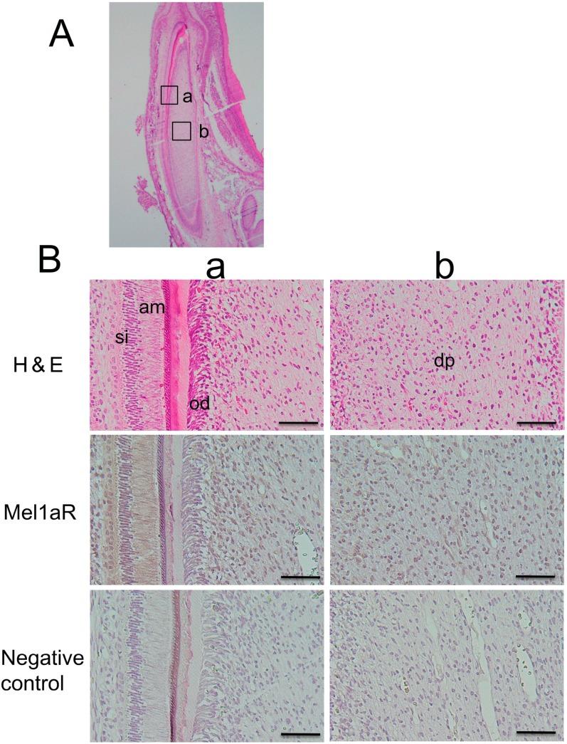 https://cdn.ncbi.nlm.nih.gov/pmc/blobs/79d9/4227163/eb7e977b7d38/ijms-15-17304-g002.jpg