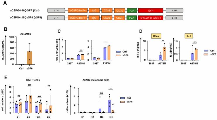 https://cdn.ncbi.nlm.nih.gov/pmc/blobs/79da/12191382/633b836fe4c1/cells-14-00901-g004.jpg