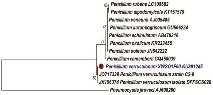 https://cdn.ncbi.nlm.nih.gov/pmc/blobs/79db/10577379/e12caa1b8c6d/fmicb-14-1216928-g0002.jpg