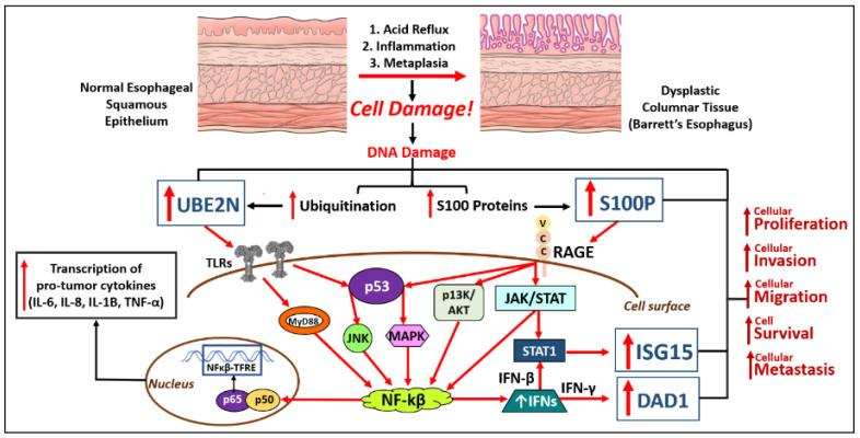 https://cdn.ncbi.nlm.nih.gov/pmc/blobs/79db/9968115/bd950f141ab1/ijms-24-03316-g002.jpg
