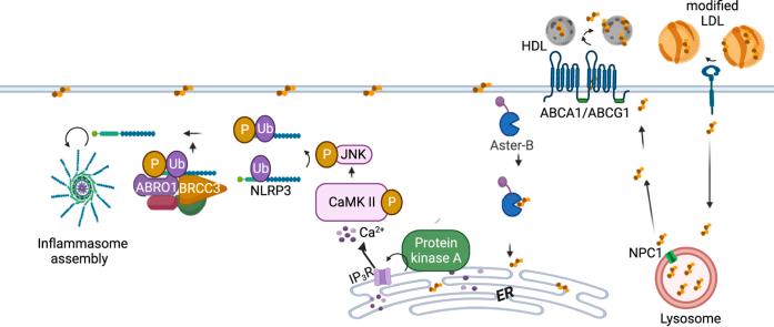 https://cdn.ncbi.nlm.nih.gov/pmc/blobs/79dc/11031842/03f291eab588/ga1.jpg