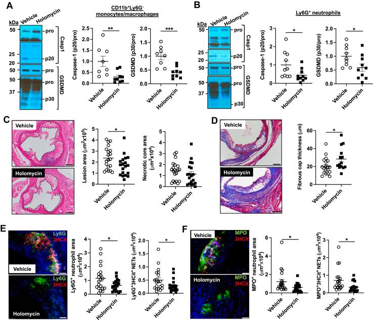 https://cdn.ncbi.nlm.nih.gov/pmc/blobs/79dc/11031842/f8ab7eedcbea/gr6.jpg