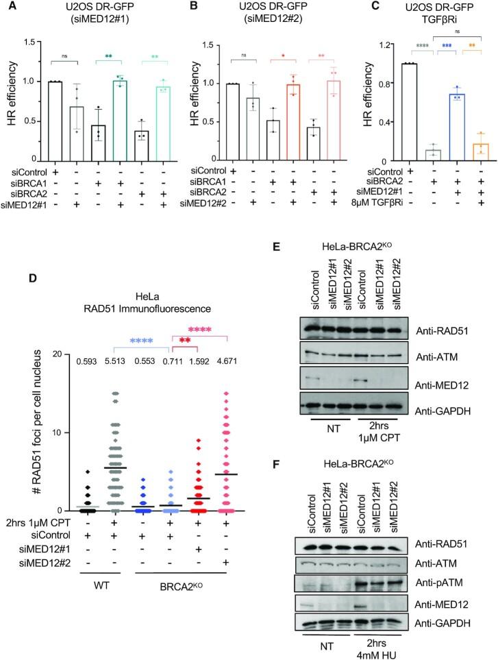 https://cdn.ncbi.nlm.nih.gov/pmc/blobs/79dc/8682781/a0afa9977686/gkab1184fig4.jpg