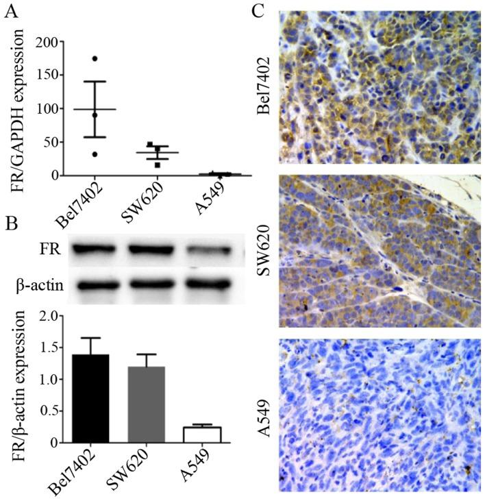 https://cdn.ncbi.nlm.nih.gov/pmc/blobs/79dd/5428942/5542517b0824/IJMM-39-06-1505-g02.jpg