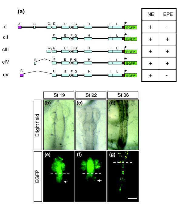 https://cdn.ncbi.nlm.nih.gov/pmc/blobs/79e0/2323233/e838ae520180/gb-2007-8-7-r137-3.jpg