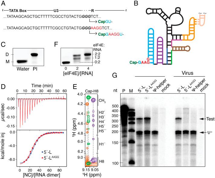 https://cdn.ncbi.nlm.nih.gov/pmc/blobs/79e1/8449379/7b220472d5f5/pnas.2112475118fig03.jpg