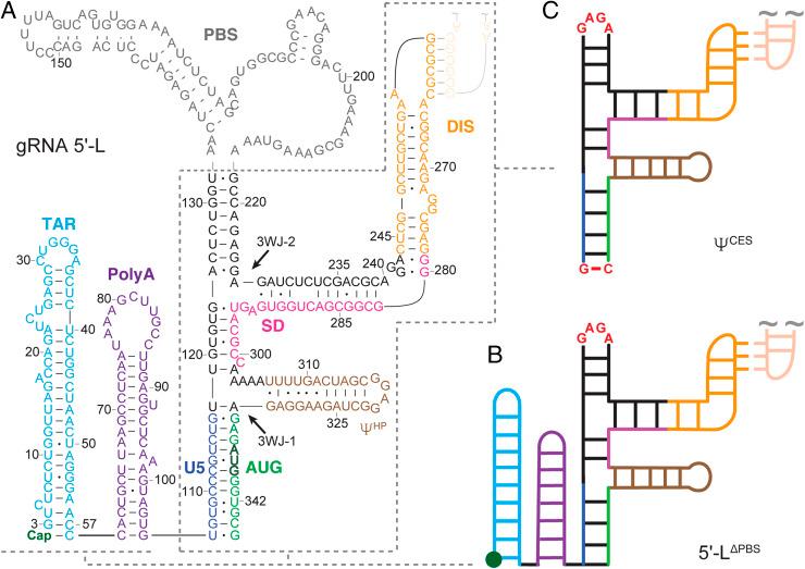https://cdn.ncbi.nlm.nih.gov/pmc/blobs/79e1/8449379/80692c8aea3f/pnas.2112475118fig01.jpg