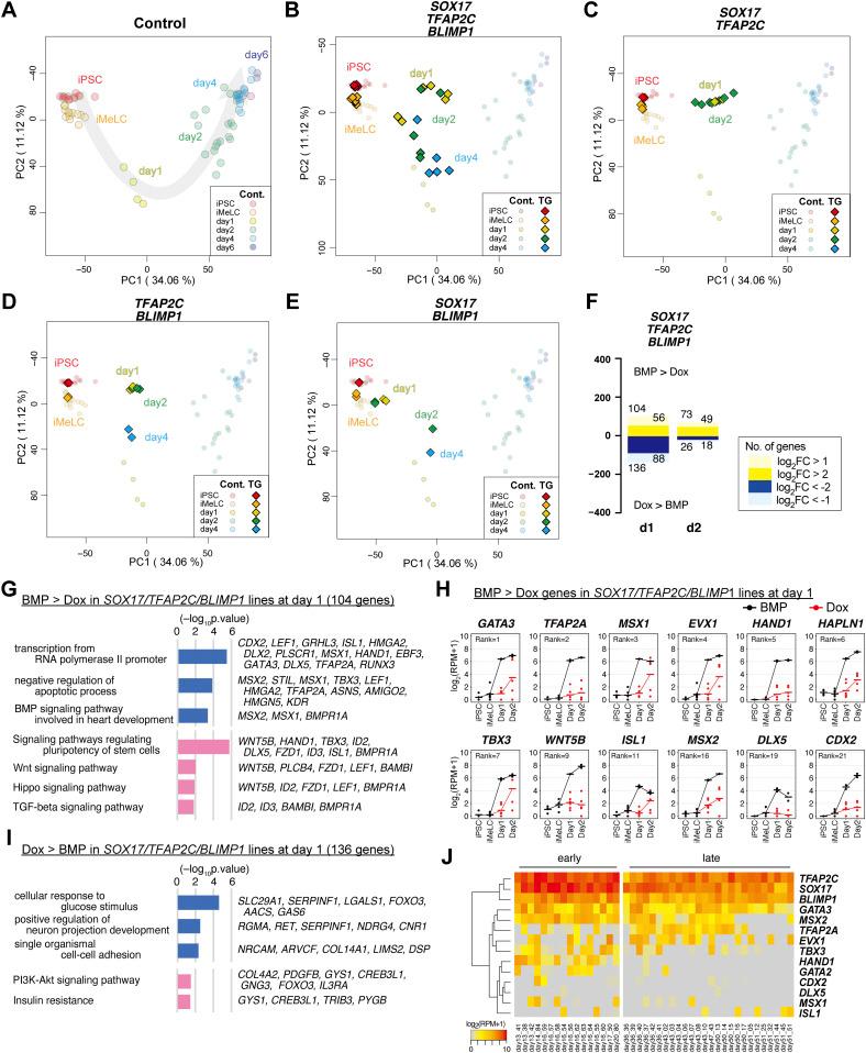 https://cdn.ncbi.nlm.nih.gov/pmc/blobs/79e5/7918644/4bcde9564b9c/LSA-2020-00974_Fig2.jpg