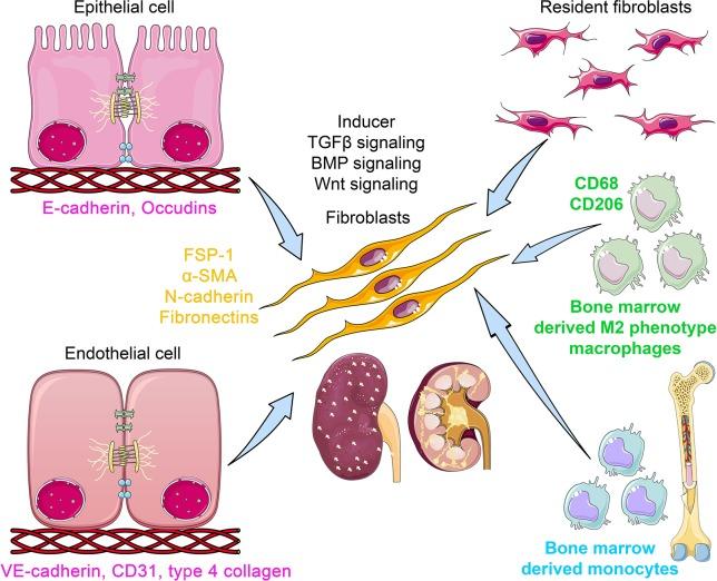 https://cdn.ncbi.nlm.nih.gov/pmc/blobs/79e7/6707424/b09a461a14d8/fphar-10-00904-g001.jpg